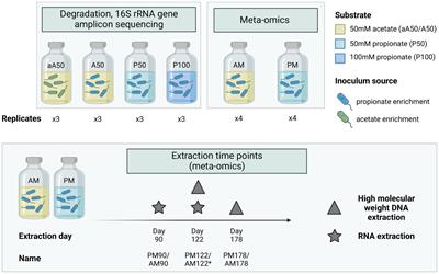 Catabolism and interactions of syntrophic propionate- and acetate oxidizing microorganisms under mesophilic, high-ammonia conditions